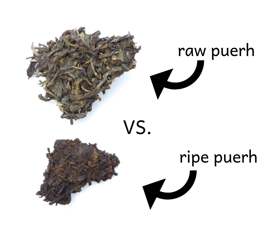 raw-vs-ripe-puerh-the-cup-of-life